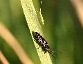 [ pilt: 073X    IMG_4232  .JPG ]